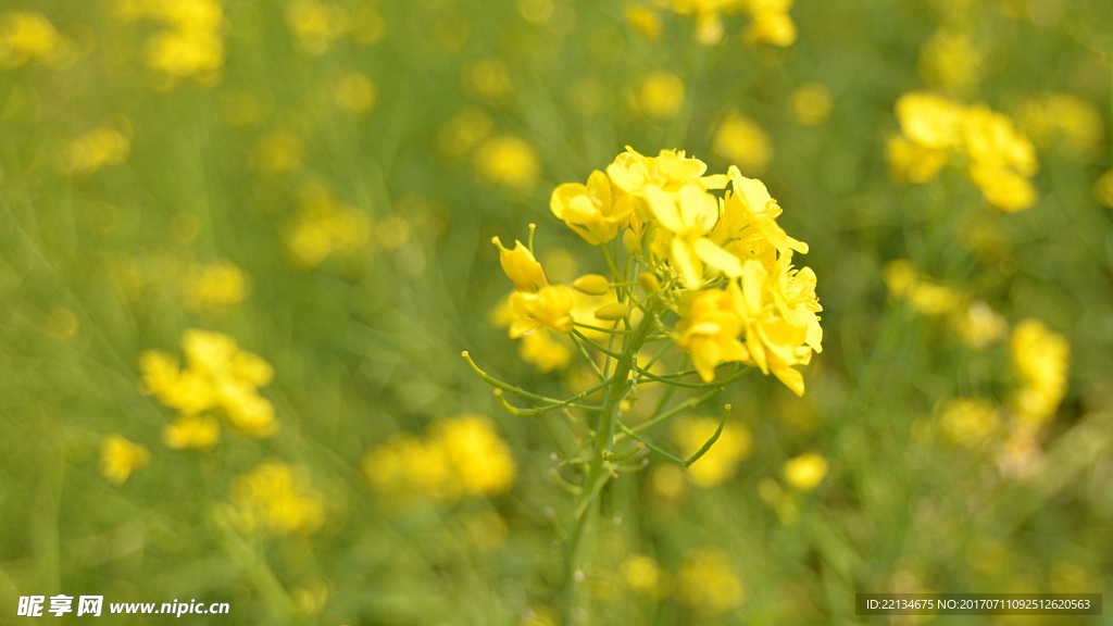 油菜花