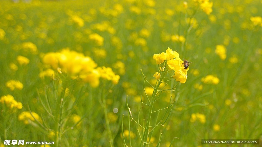 油菜花