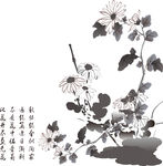 雏菊
