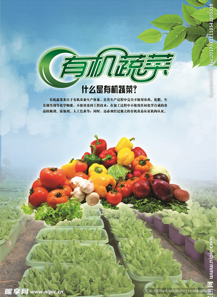 有机蔬菜宣传
