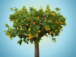 一颗橙子树