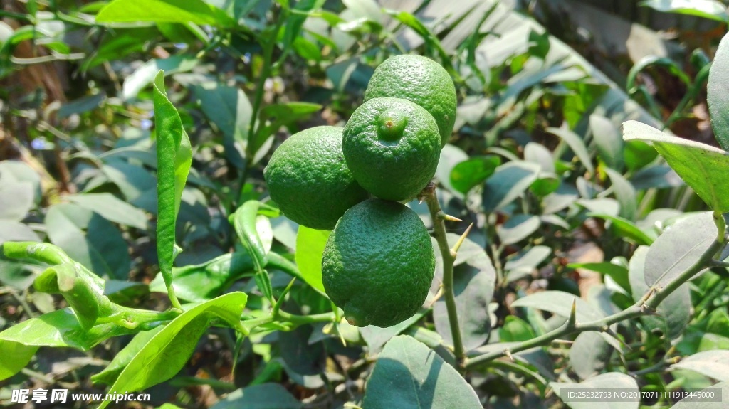 绿色酸柠檬