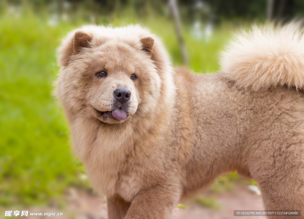 成年松狮犬