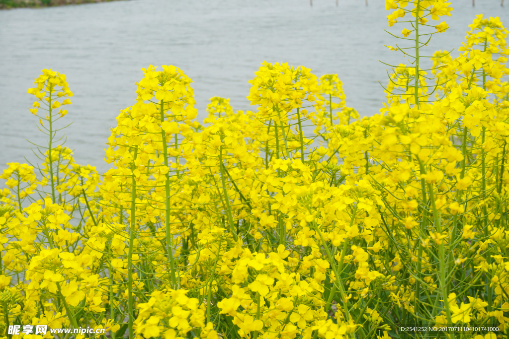 油菜花