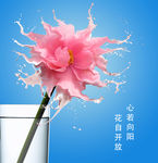 牛奶花