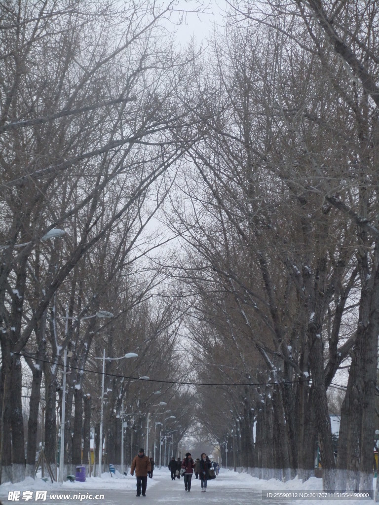 冬天 雪天  林荫 走道