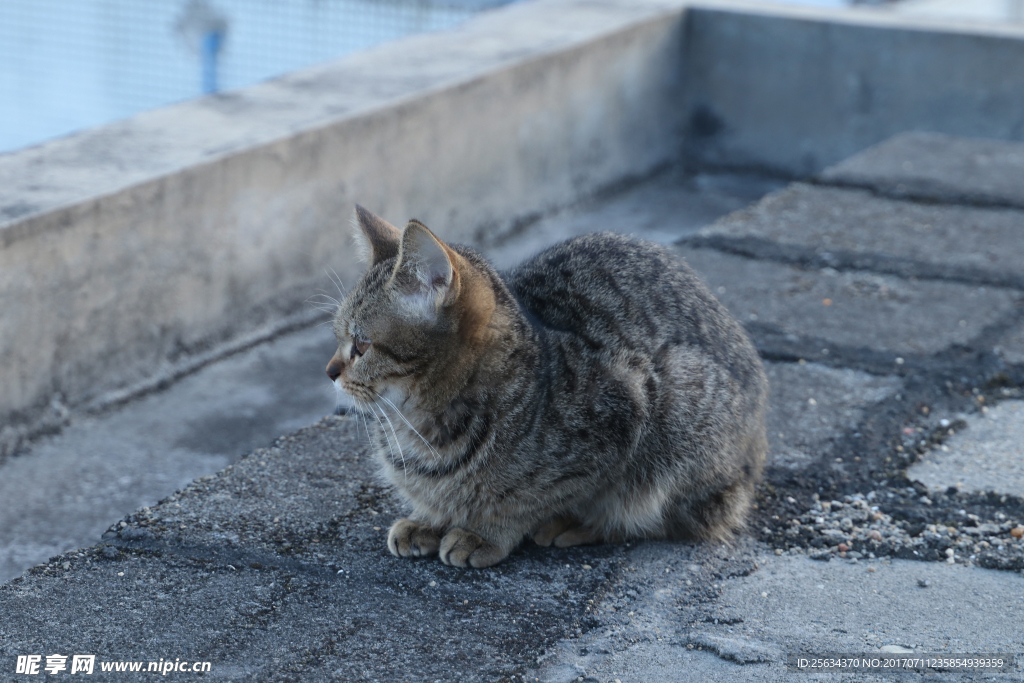 遥望的小猫