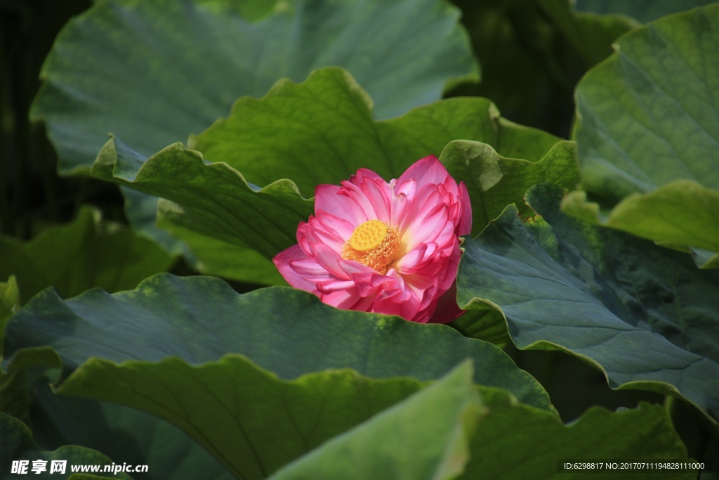 荷花