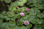 莲花