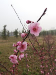 一枝花