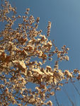 红叶李