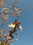 花卉