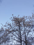 白玉兰