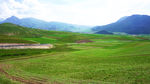 绿油油