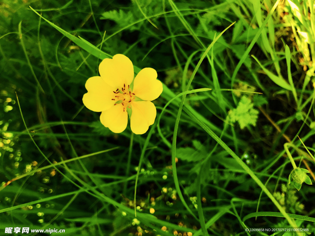 小黄花