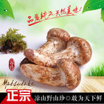 松茸淘宝图