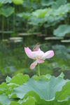 麻雀