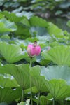麻雀