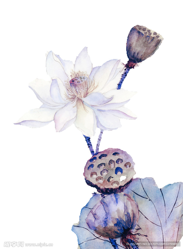 荷花