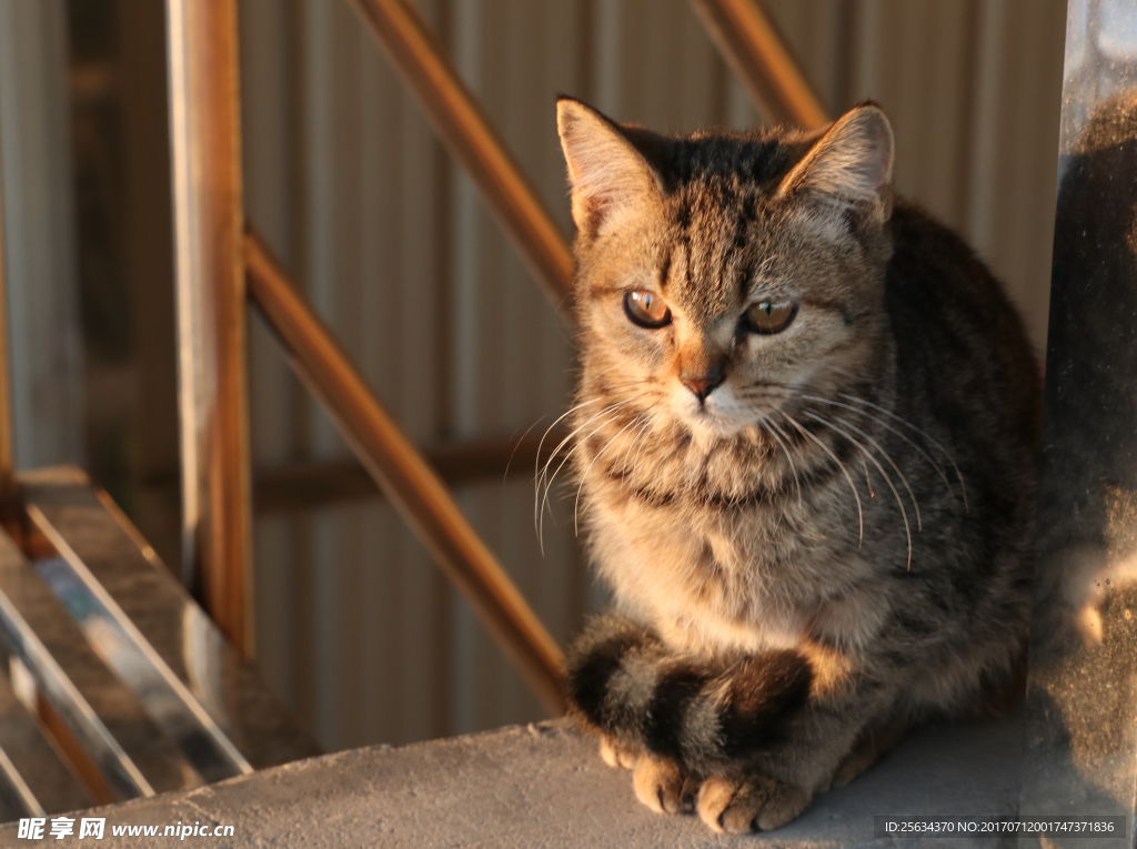 夕阳下的小猫