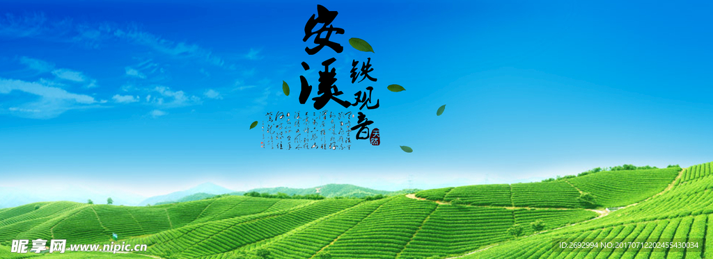 安溪铁观音茶叶