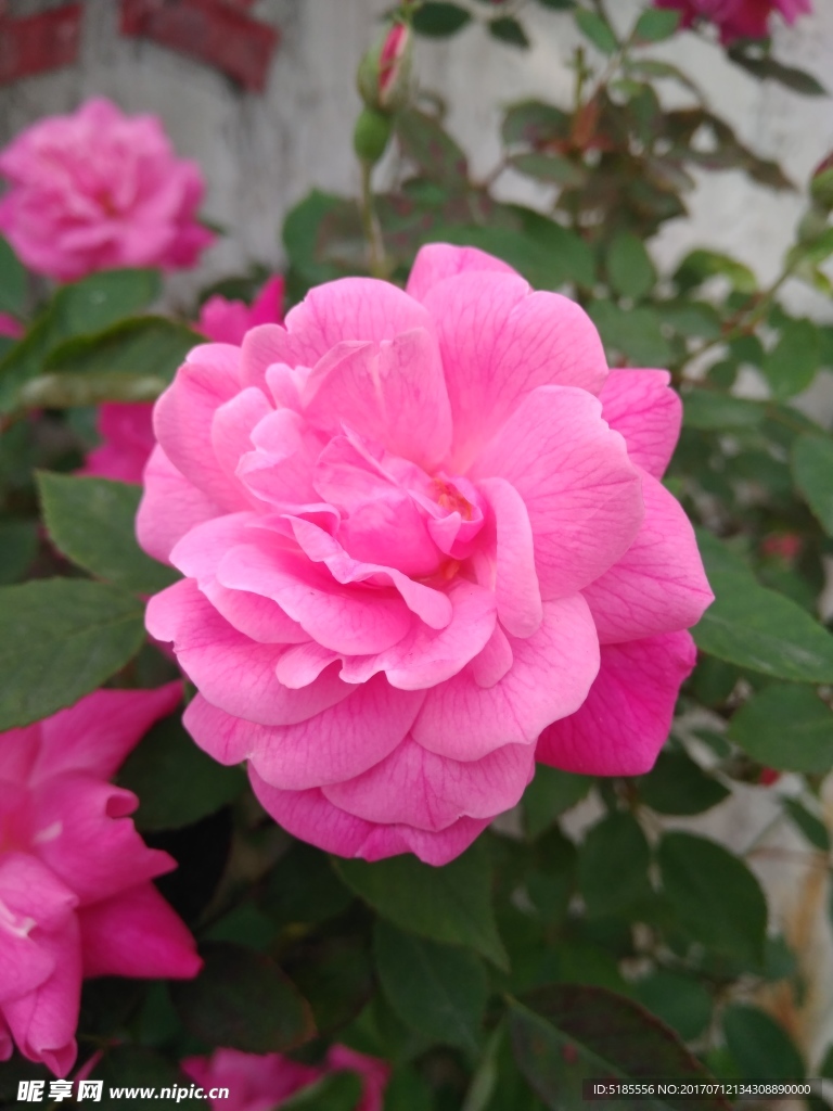 蔷薇花