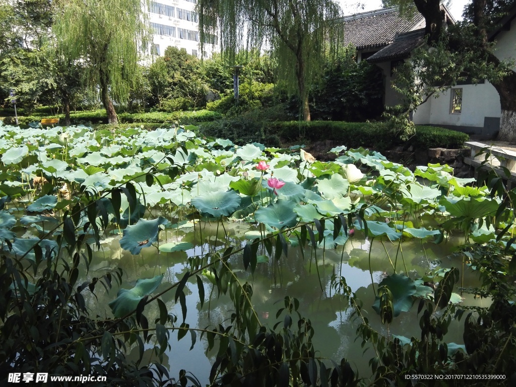 荷花池