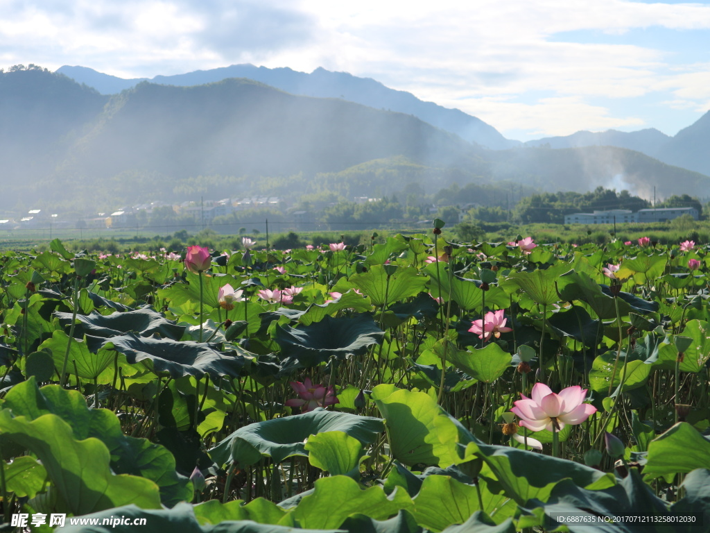 荷花池