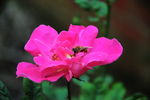 花朵蜜蜂