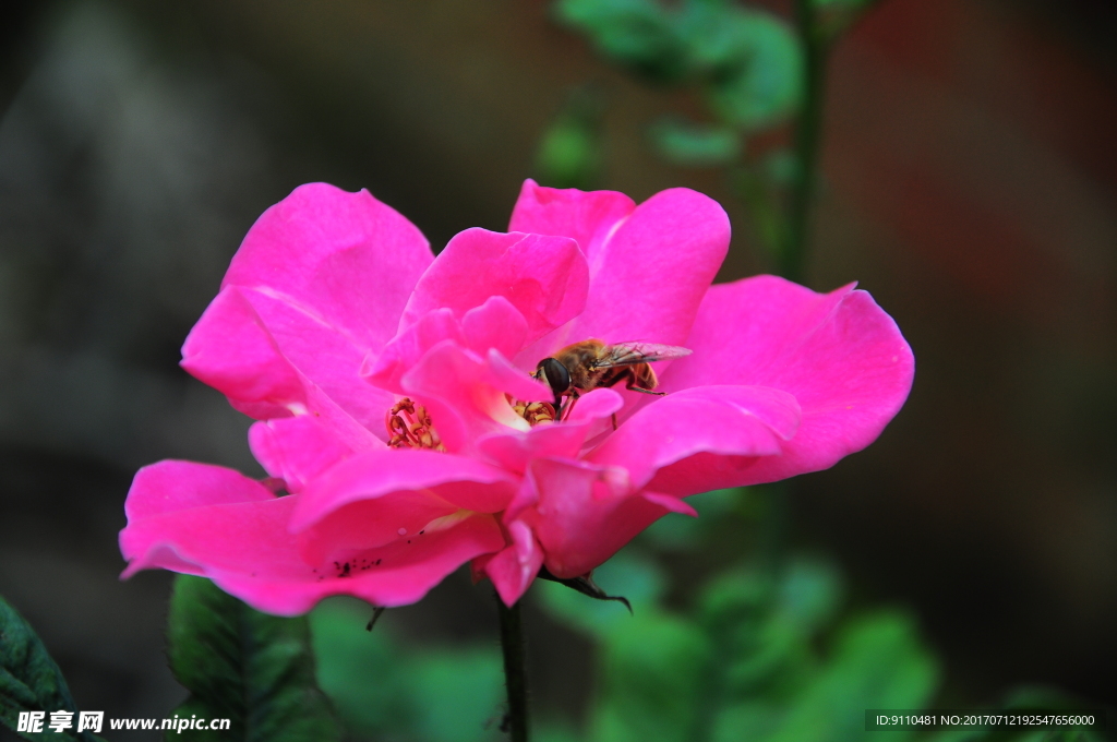 花朵蜜蜂