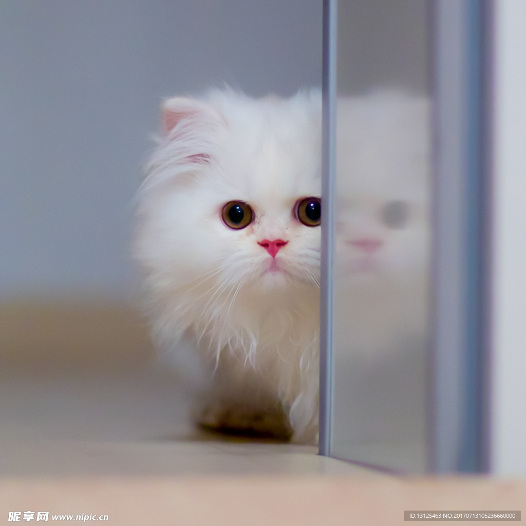 动物