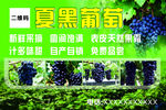 夏黑葡萄广告