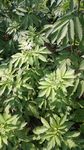 接骨草