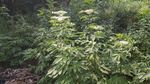 接骨草