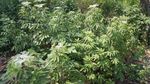 接骨草