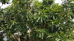 柚子树