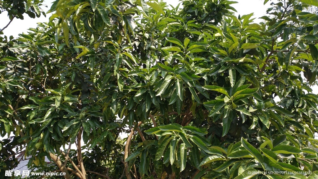 柚子树