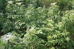 接骨草