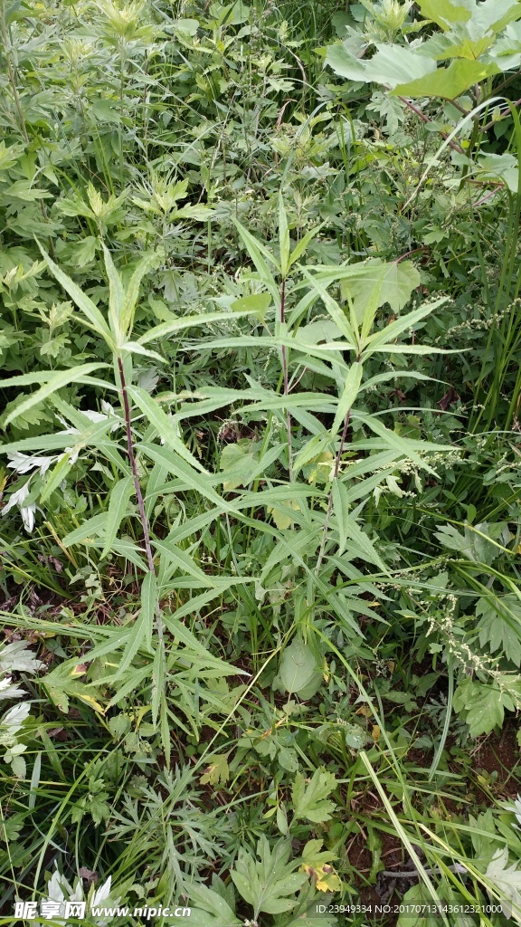 蒿