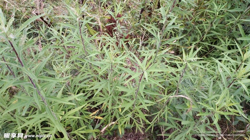 蒿