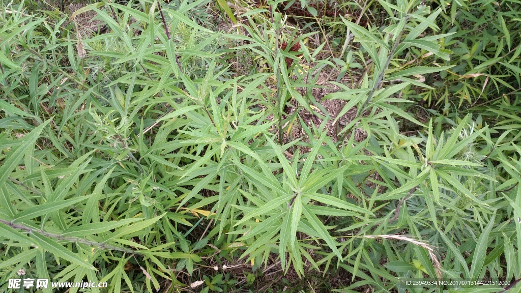 篓蒿