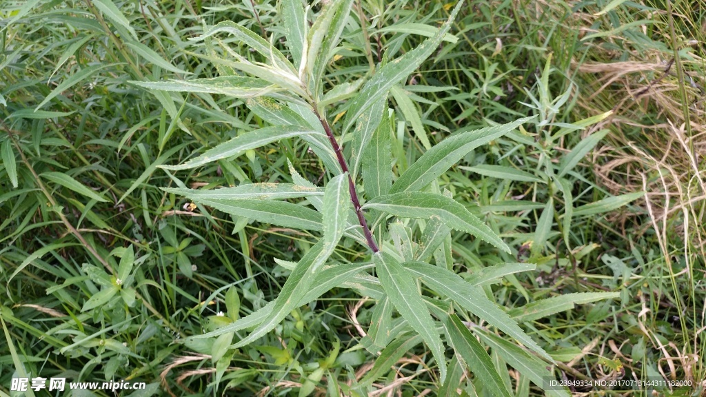 蒿