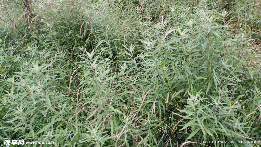 篓蒿