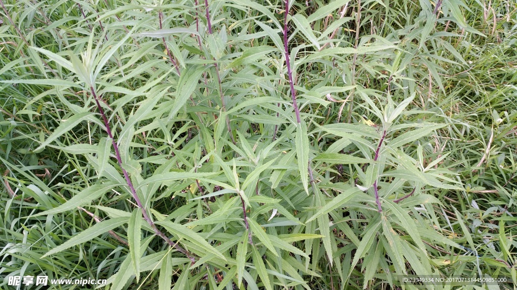 篓蒿
