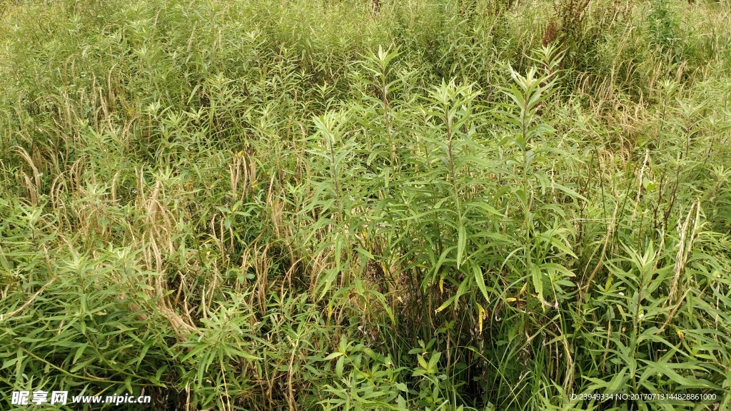 篓蒿