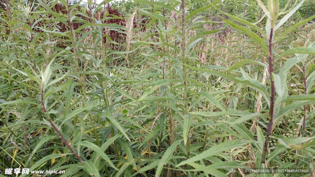 篓蒿