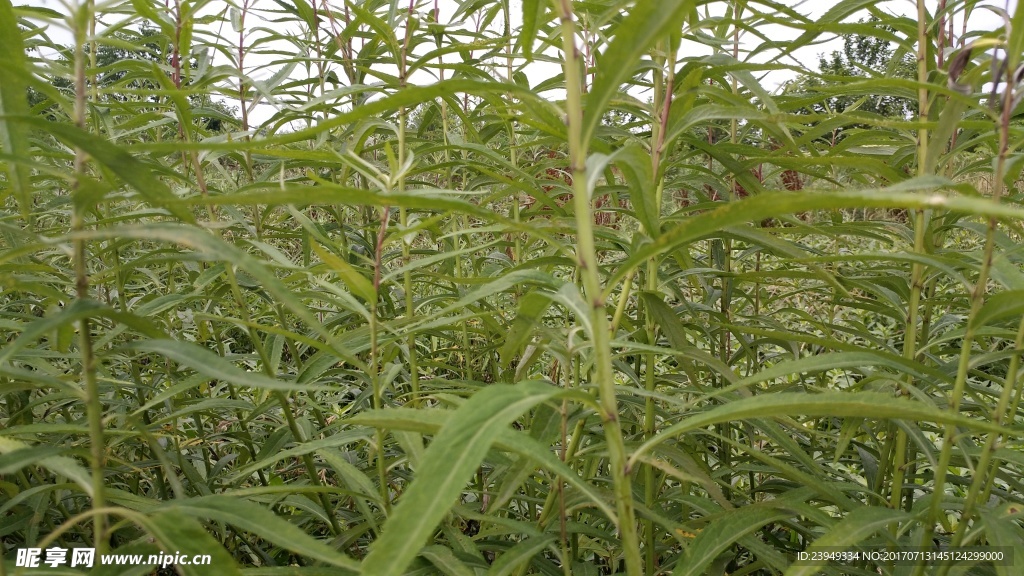 篓蒿