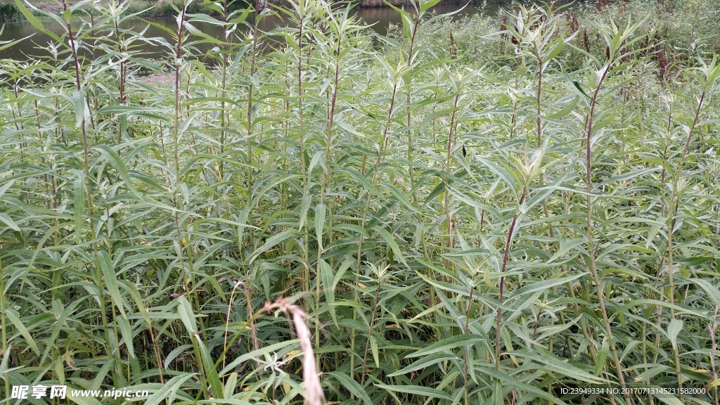 篓蒿
