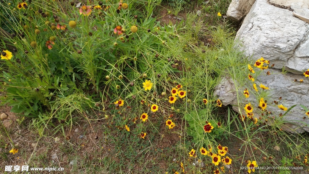 金鸡菊