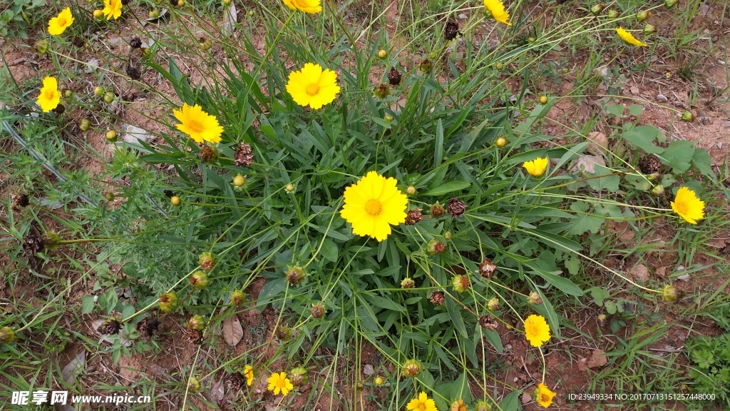 金鸡菊